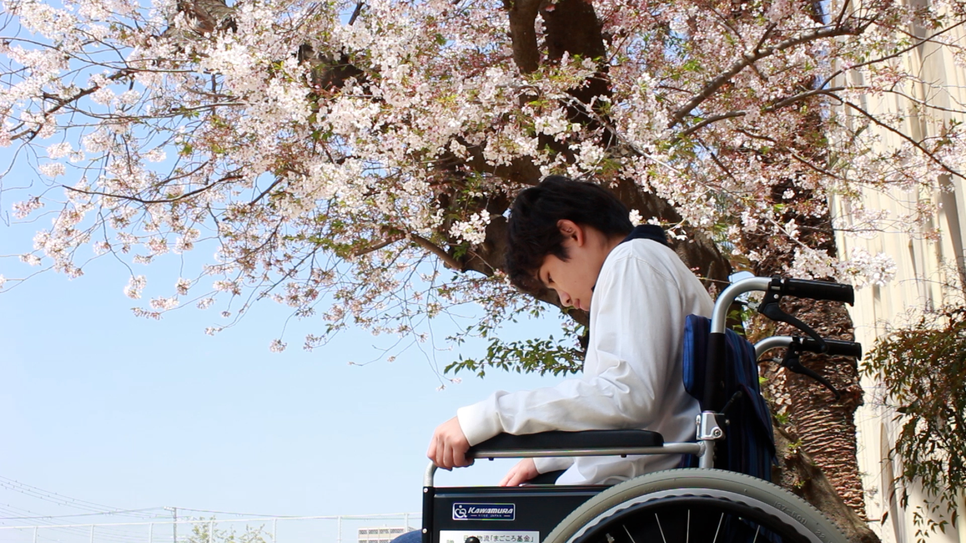 映画の1シーン（小学校編）桜の木の下で一人車いすに乗る武史